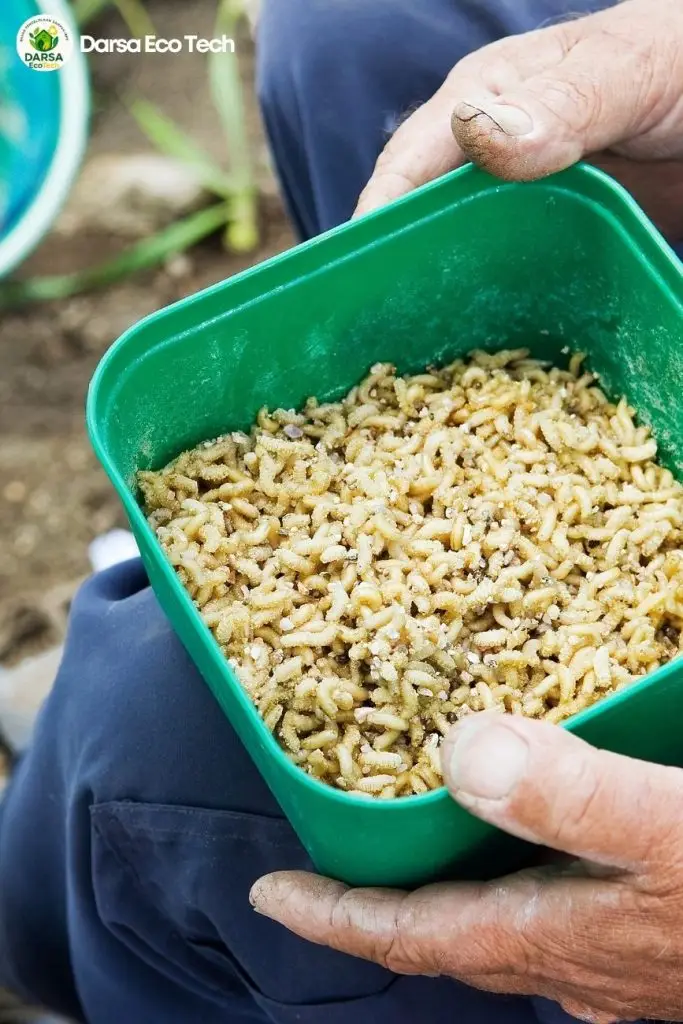 cara budidaya maggot bsf jakarta, pengolahan sampah organik jakarta