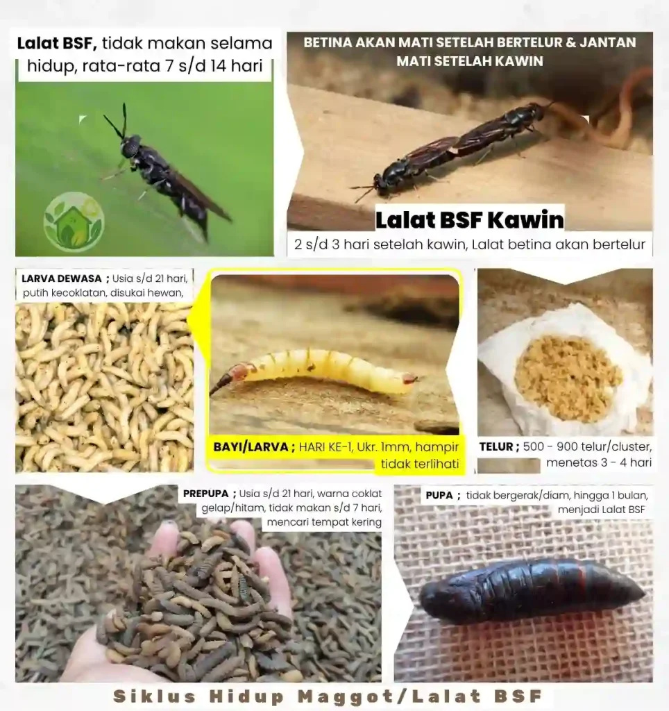 budidaya maggot, Pendampingan CSR Maggot