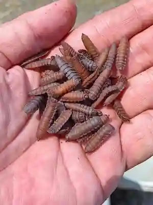 budidaya maggot - budidaya maggot terdekat - budidaya maggot skala kecil - budidaya maggot pemula - maggot BSF- budidaya maggot BSF - pengolahan sampah organik