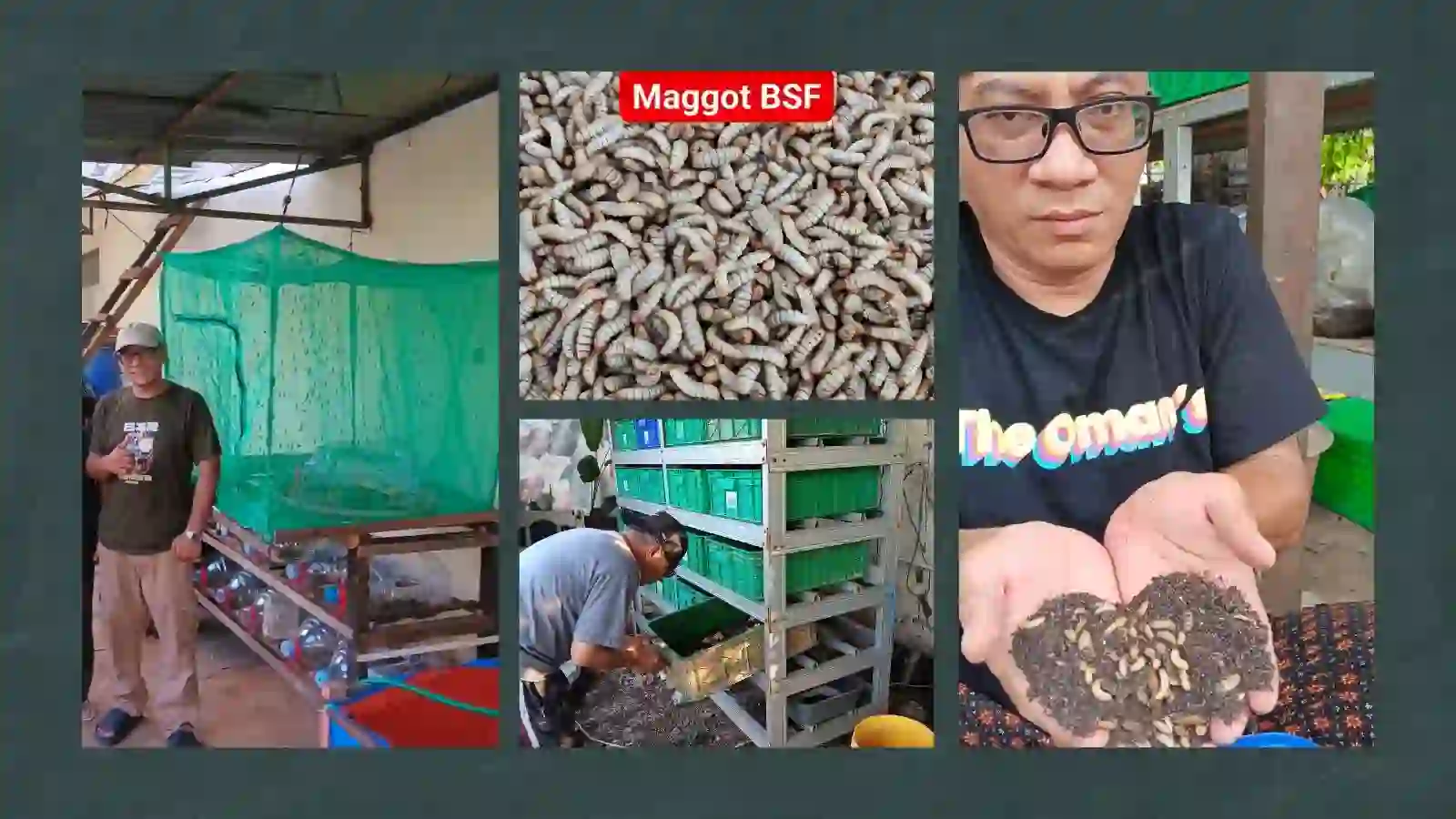 pelatihan budidaya maggot Jakarta