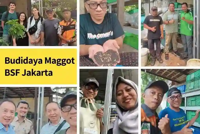 Tempat Pelatihan Budidaya Maggot,Pelatihan Maggot Jakarta, pelatihan online maggot
