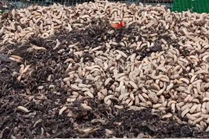 Pelatihan Onsite Maggot