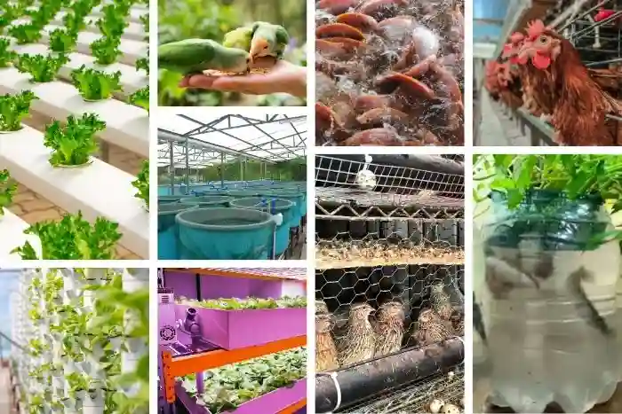 urban farming maggot
