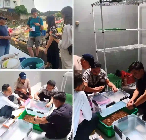 pelatihan-onsite-maggot