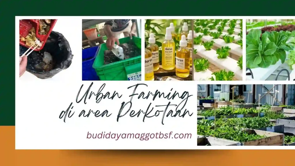 urban farming maggot