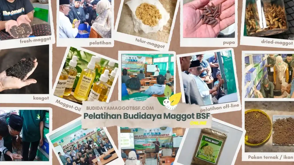 pelatihan online budidaya maggot BSF