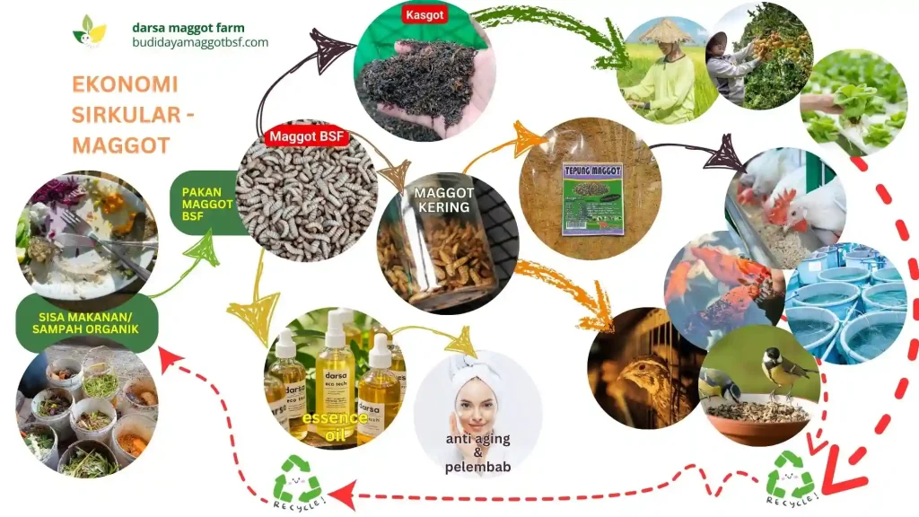 Peluang Bisnis Produk Maggot, Konsep budidaya maggot BSF dalam pengelolaan sampah organik