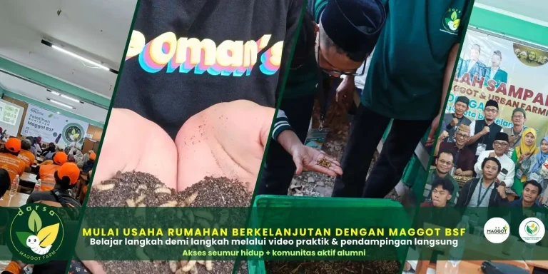 Budidaya Maggot BSF — Dari Siklus Hidup hingga Bisnis Praktis