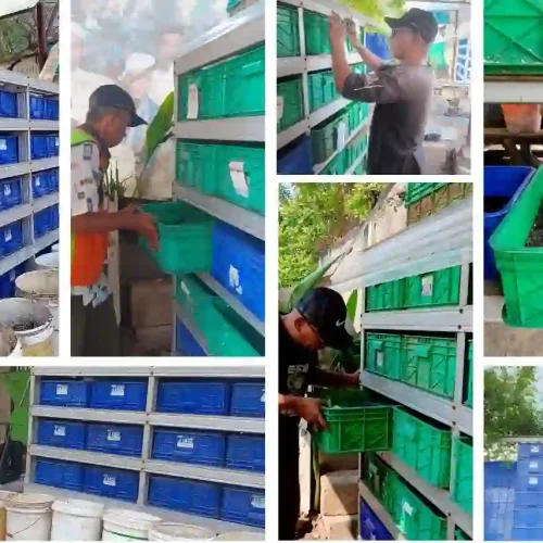 Pelatihan Onsite Maggot