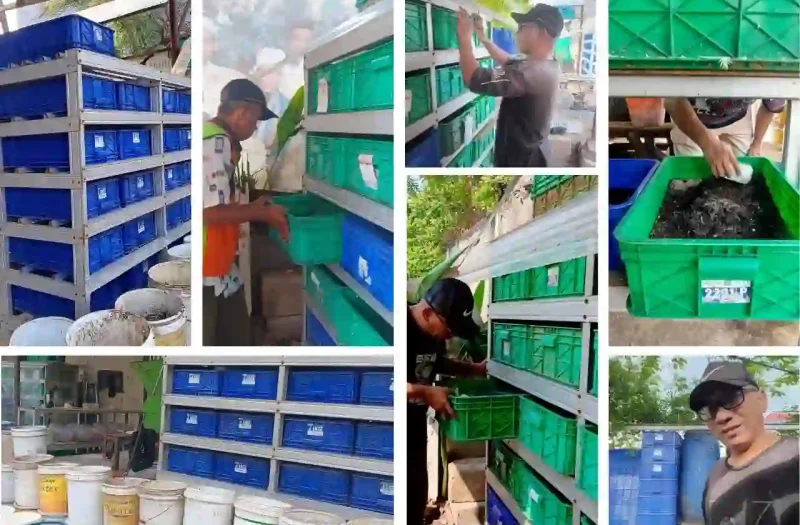 Pelatihan Onsite Maggot