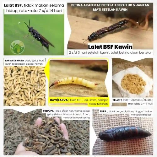 budidaya maggot, Pendampingan CSR Maggot