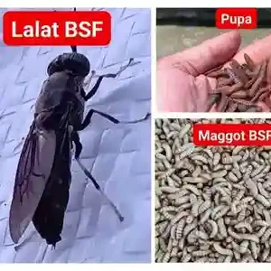 budidaya-maggot-bsf