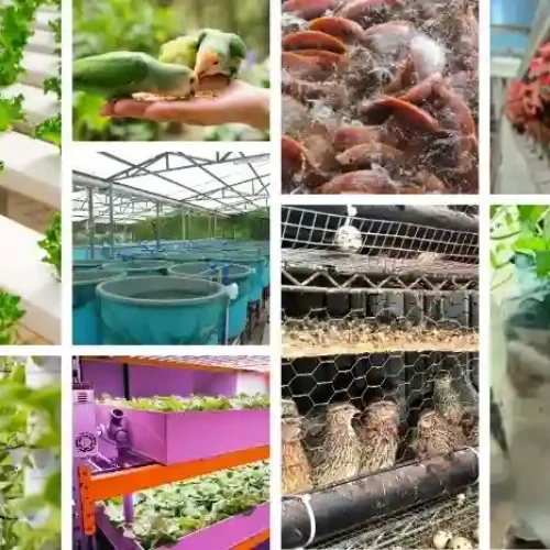 urban farming maggot