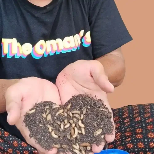 Pelatihan Onsite Maggot