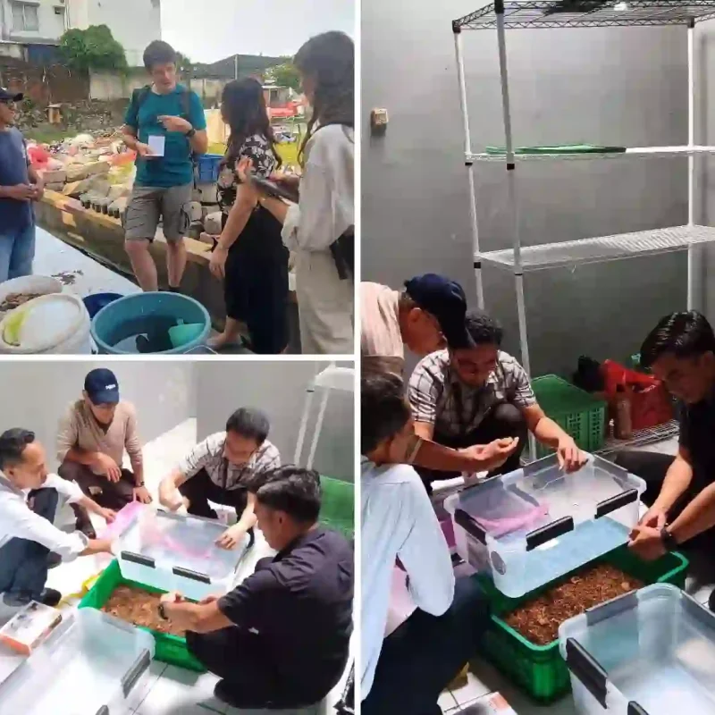 pelatihan-onsite-maggot